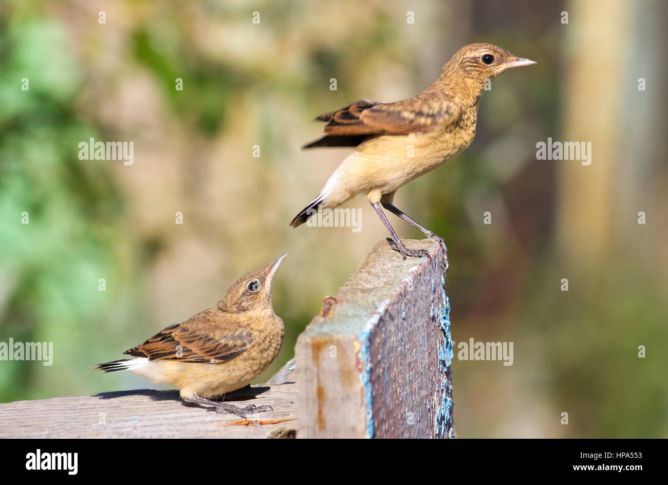 Jeune traquet motteux (Oenanthe oenanthe) oiseaux prêt à décoller d'un bois de la paix Banque D'Images