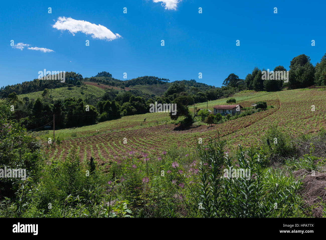 Petite ferme dans les montagnes près de Camanducaia, Minas Gerais, Brésil, Amérique du Sud Banque D'Images