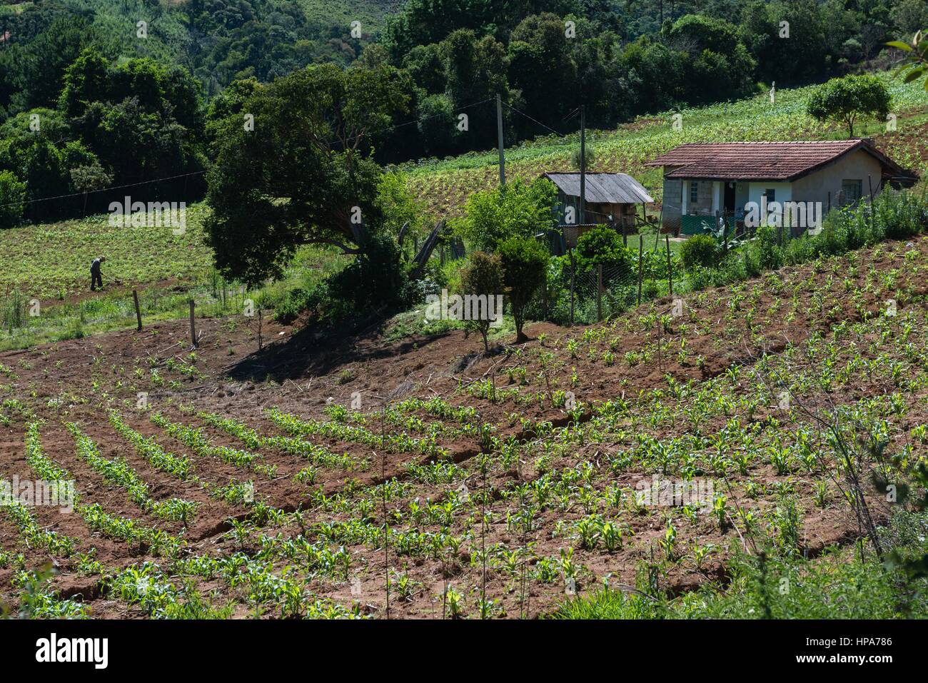 Petite ferme dans les montagnes près de Camanducaia, Minas Gerais, Brésil, Amérique du Sud Banque D'Images