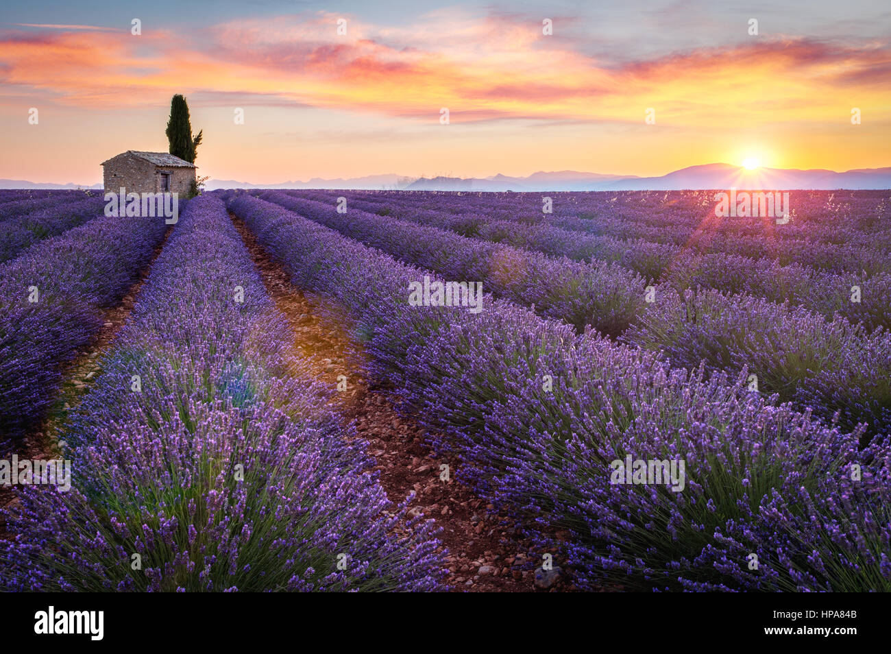 Provence, Plateau de Valensole, France, Europe. Ferme isolée et cyprès dans un champ de lavande en fleurs, le lever du soleil avec la solarisation. Banque D'Images