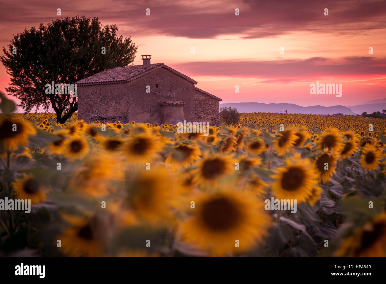 Provence, Plateau de Valensole, France, Europe. Ferme isolée dans un champ rempli de tournesols, lonely tree, le coucher du soleil. Banque D'Images