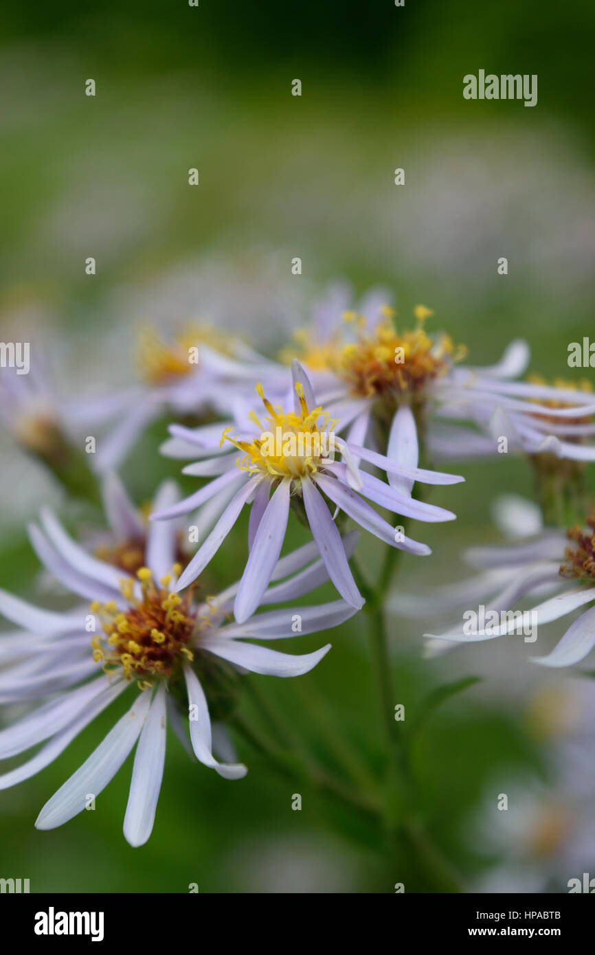 L'Aster ponceau (Symphyotrichum) Détail Banque D'Images