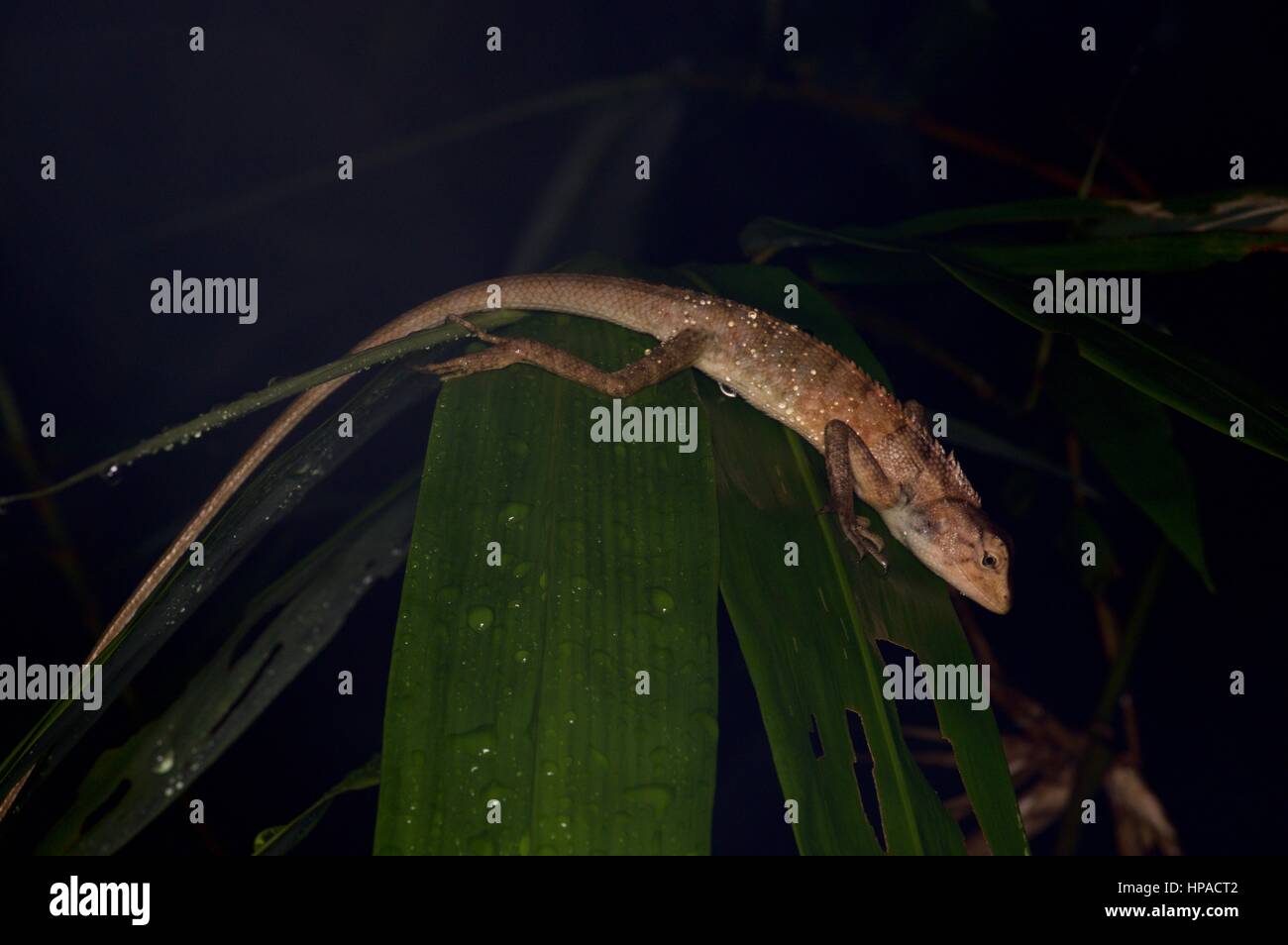 Un jardin commun (lézard Calotes versicolor) dormir dans la forêt tropicale de Malaisie dans la nuit Banque D'Images