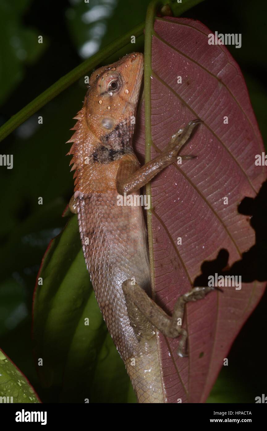 Un jardin commun (lézard Calotes versicolor) dormir dans la forêt tropicale de Malaisie dans la nuit Banque D'Images