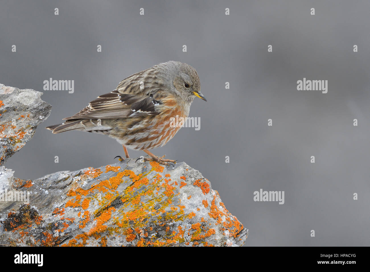 Alpine Accentor (Prunella collaris) sur rock, Tyrol, Autriche Banque D'Images