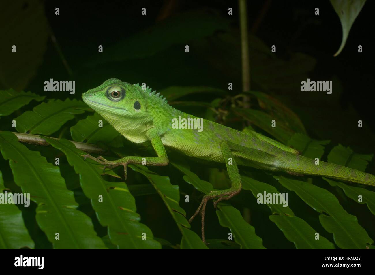 Un lézard à crête verte (Bronchocela cristatella) se reposant dans la forêt la nuit Banque D'Images