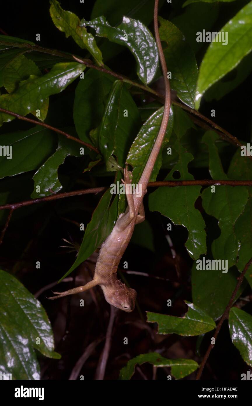 Un jardin commun (lézard Calotes versicolor) dormir dans la forêt tropicale de Malaisie dans la nuit Banque D'Images