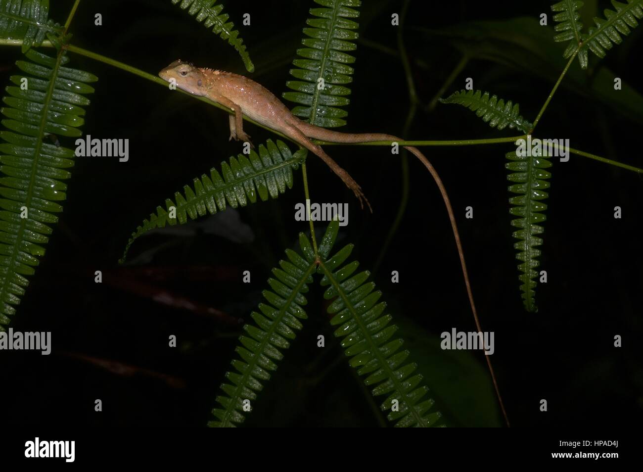 Un jardin commun (lézard Calotes versicolor) dormir dans la forêt tropicale de Malaisie dans la nuit Banque D'Images