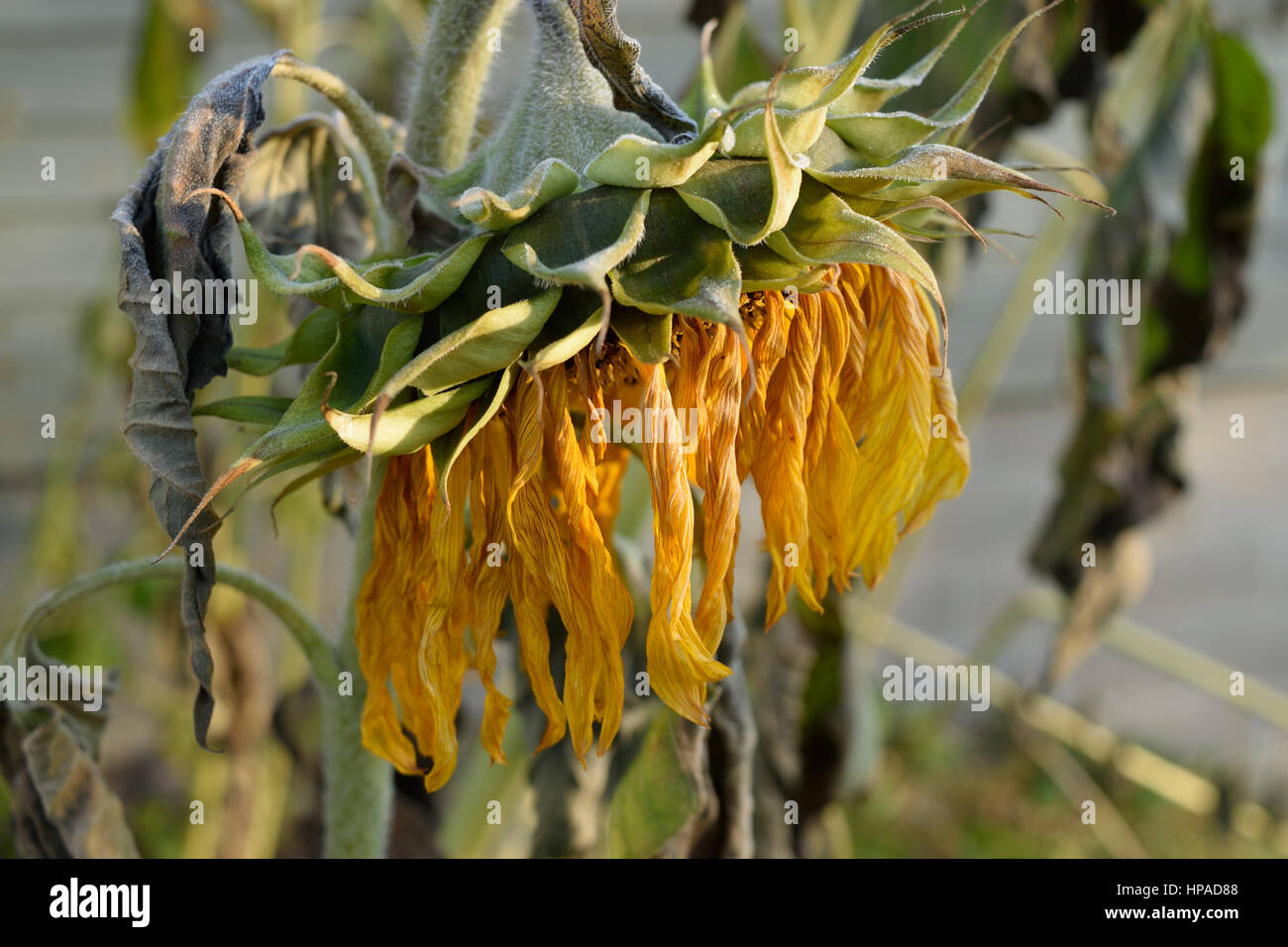 Géant fanée tournesol (Helianthus) à l'automne Banque D'Images