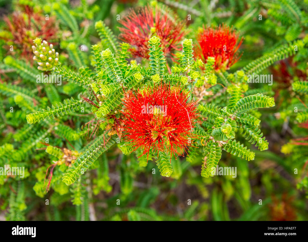Bottlebrush sable fleur rouge (Beaufortia squarrosa) dans la région de Kings Park et jardins botaniques, Perth, Australie occidentale Banque D'Images Bottlebrush sable fleur rouge (Beaufortia squarrosa) dans la région de Kings Park et jardins botaniques, Perth, Australie occidentale Banque D'Images