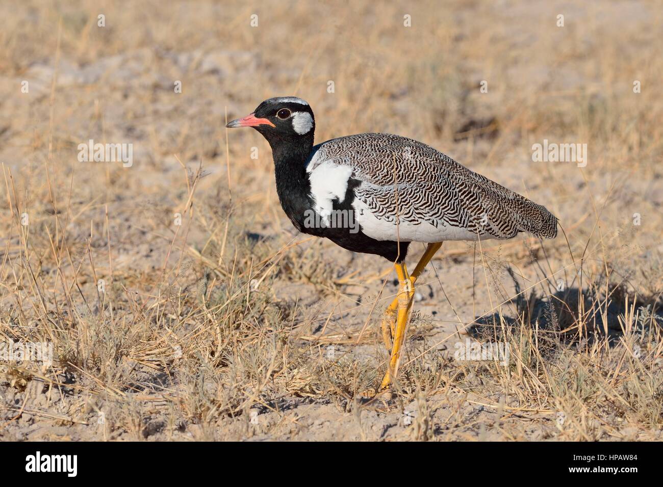 Le nord de l'black korhaan (Afrotis afraoides), mâle adulte, Etosha National Park, Namibie, Afrique Banque D'Images