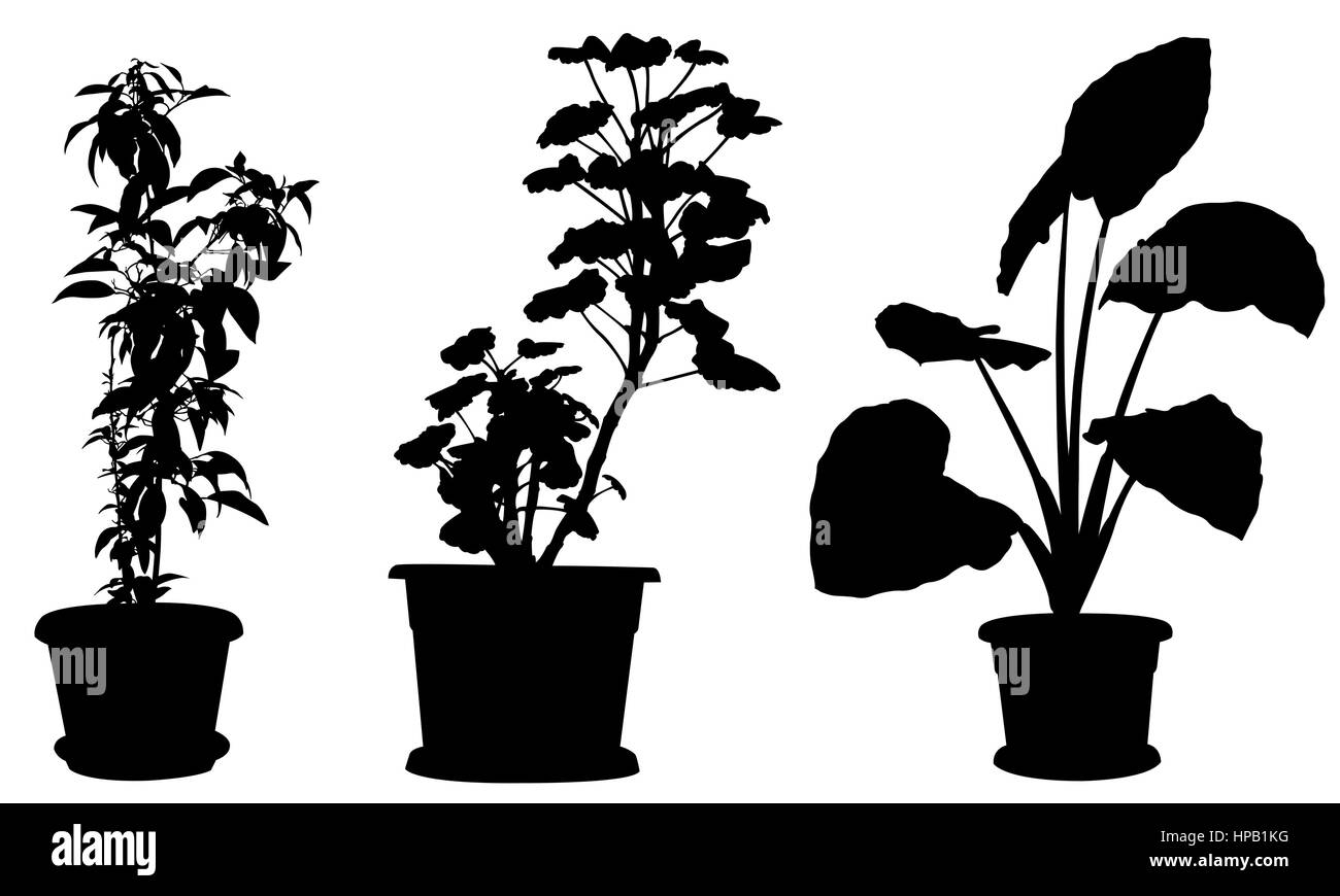 Ensemble de différentes plantes en pots isolated on white Banque D'Images