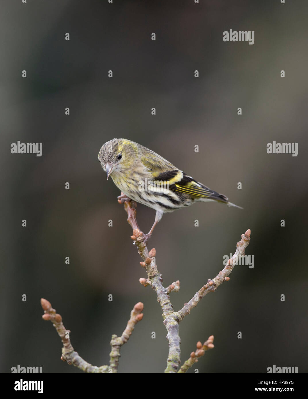 Tarin des pins (Carduelis spinus) sur une branche, l'hiver, le Pays de Galles, 2017 Banque D'Images