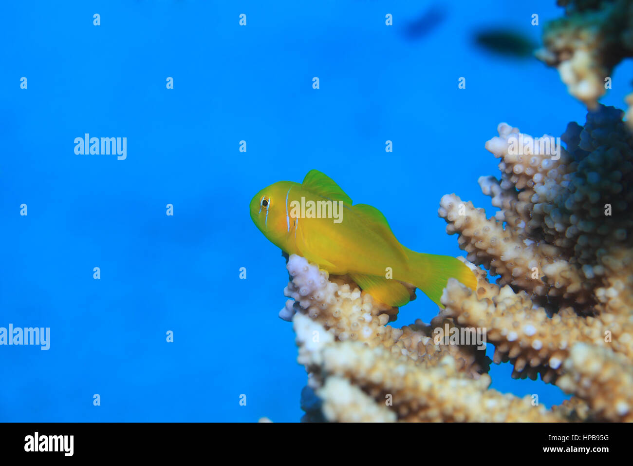 Poissons corail citron (Gobiodon citrinus) (coraux durs sur sous-marine en Mer Rouge Banque D'Images