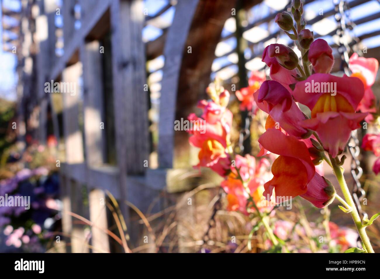 Semoir suspendu plein de fleurs dans le jardin. Banque D'Images