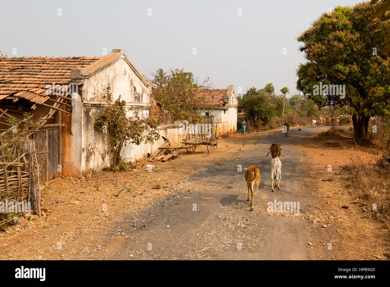 Scène de rue de village de l'Inde, l'État du Maharashtra, Inde, Asie Banque D'Images