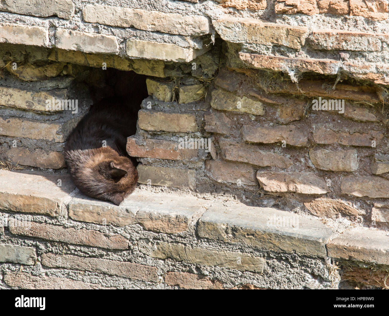 Une sieste chat errant à Largo di Torre Argentina, Rome, Latium, Italie, Banque D'Images