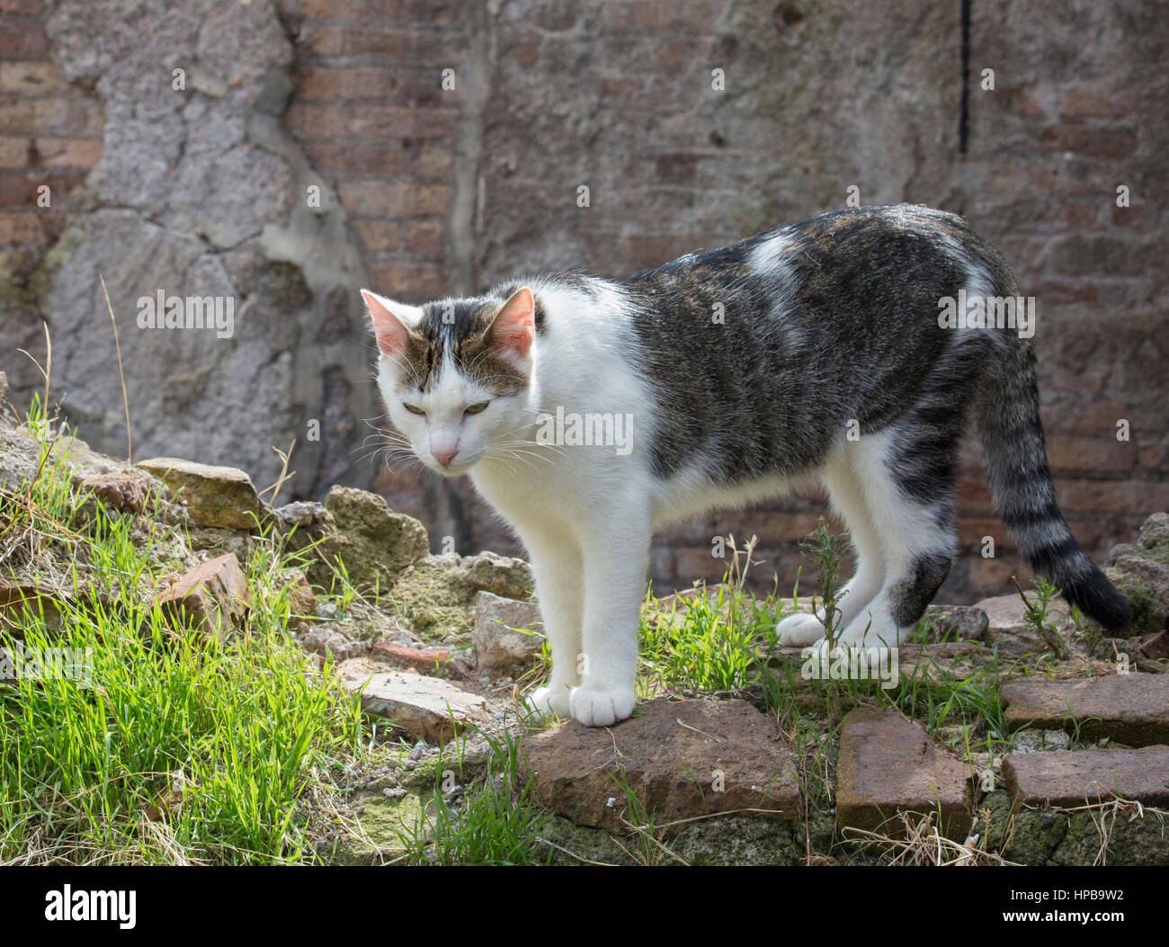 Un chat errant à Largo di Torre Argentina, Rome, Latium, Italie, Banque D'Images