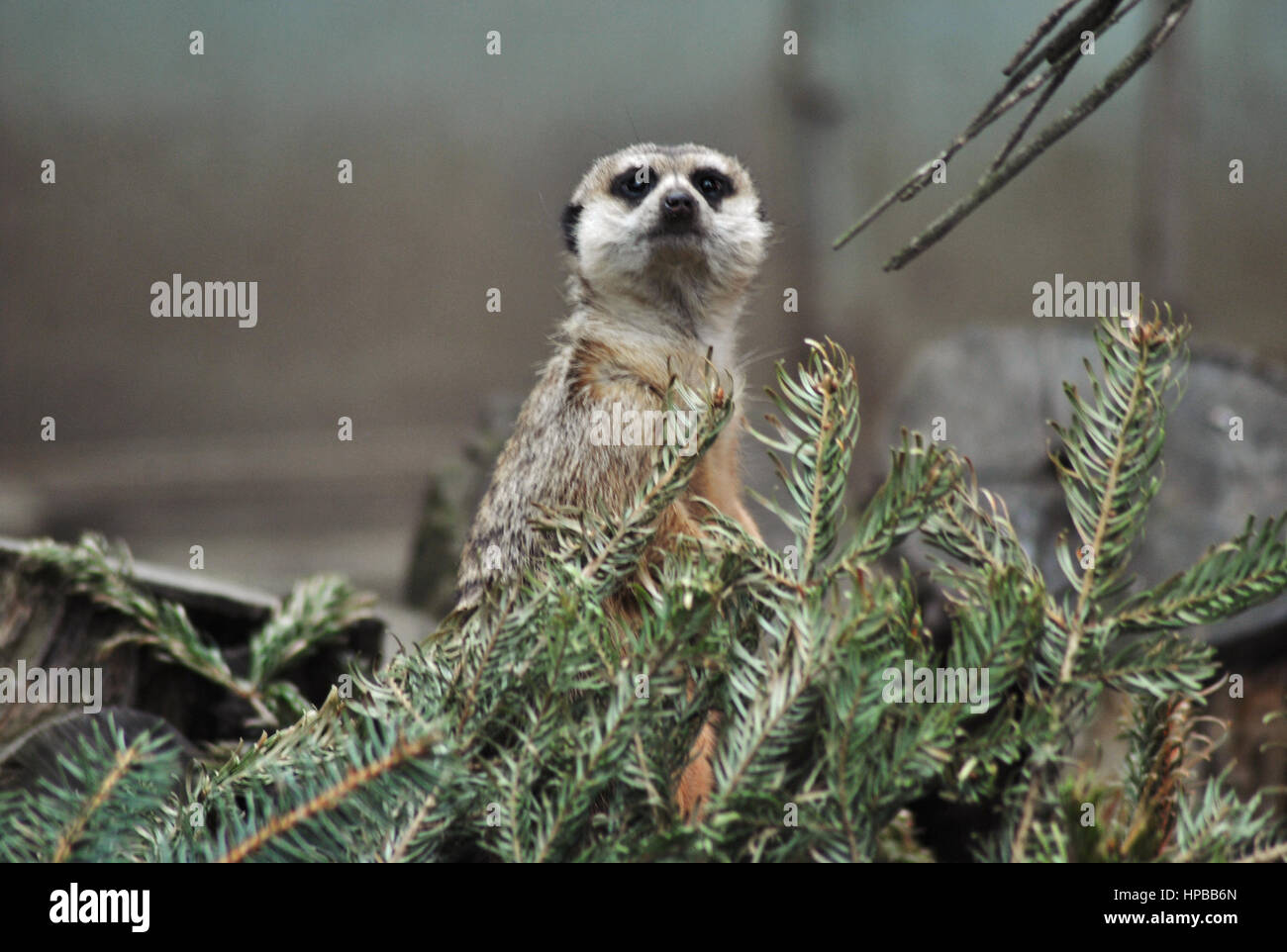 Suricate Banque D'Images