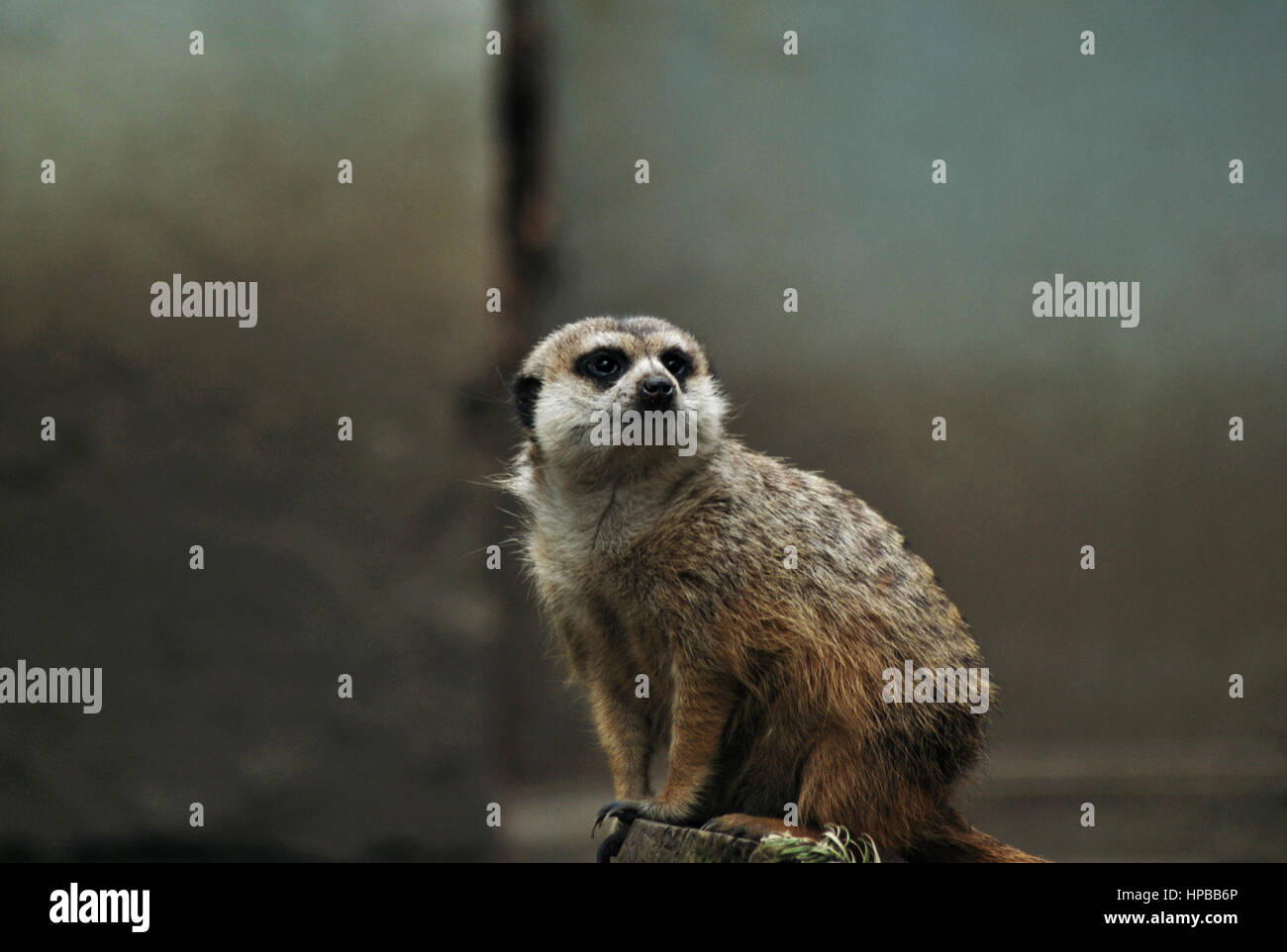 Suricate Banque D'Images