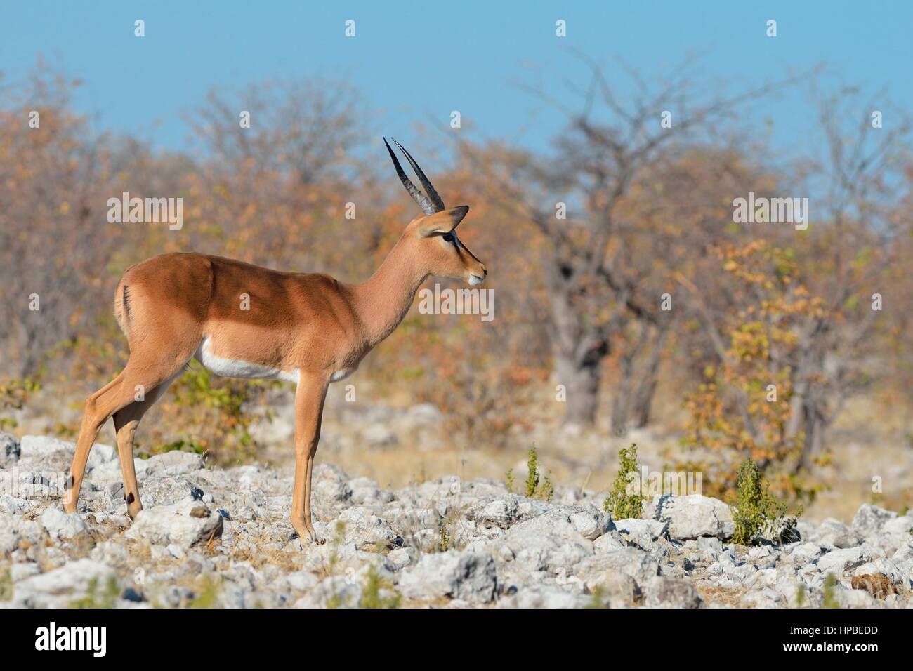 Black-faced Impala (Aepyceros melampus petersi) mâle adulte, debout sur le sol rocheux, alerte, Etosha National Park, Namibie, Afrique Banque D'Images