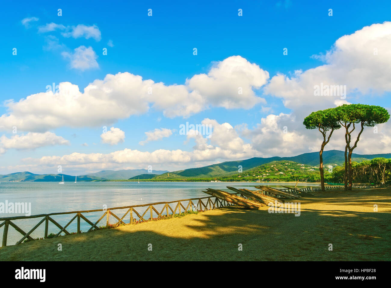 Groupe d'arbres de pins sur la plage et mer baie arrière-plan. Punta Ala, Toscane, Italie Banque D'Images