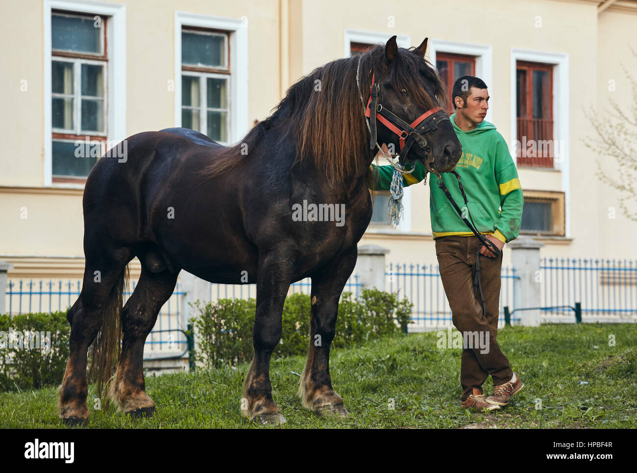 Groom tient les rênes d'un magnifique projet de Black Stallion lors du traditionnel Junii Brasovului festival le 27 avril 2014, à Brasov, Roumanie. Banque D'Images