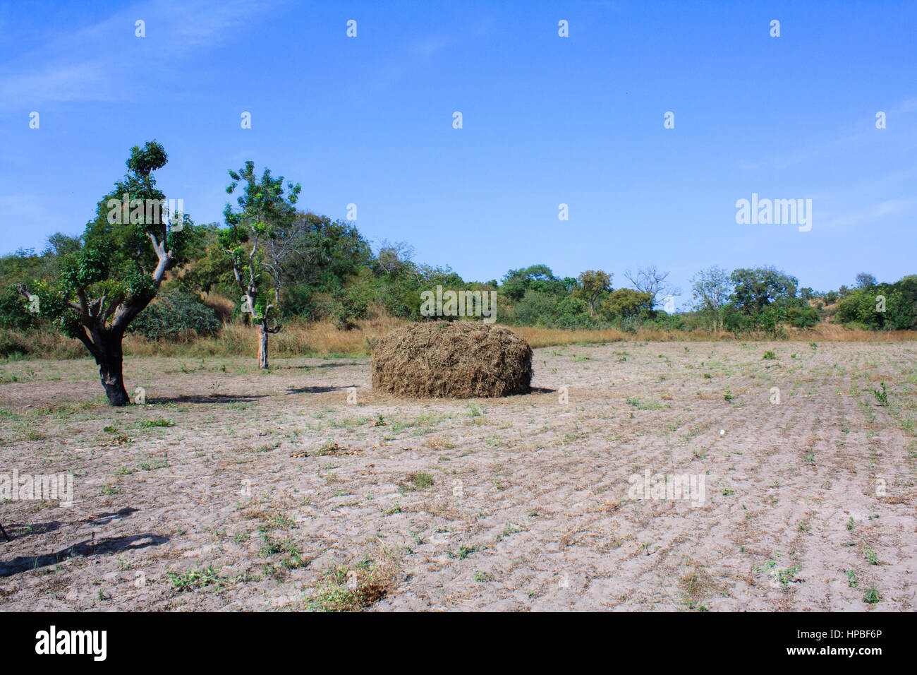 Les écrous de singe ou de l'arachide (cacahuètes) séchant au soleil dans un champ de la Gambie Banque D'Images