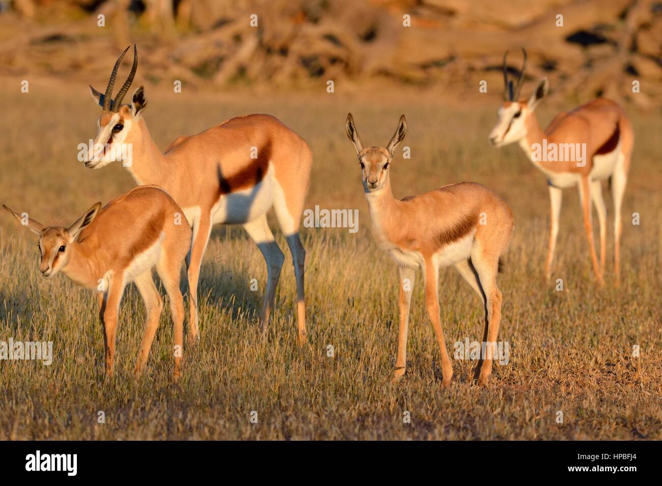 Les Springboks (Antidorcas marsupialis), deux femelles adultes avec deux jeunes, tôt le matin, Kgalagadi Transfrontier Park, Northern Cape, Afrique du Sud,Afrique Banque D'Images