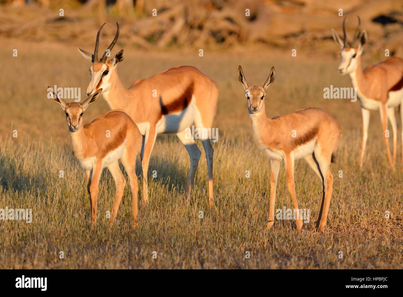 Les Springboks (Antidorcas marsupialis), deux femelles adultes avec deux jeunes, tôt le matin, Kgalagadi Transfrontier Park, Northern Cape, Afrique du Sud,Afrique Banque D'Images