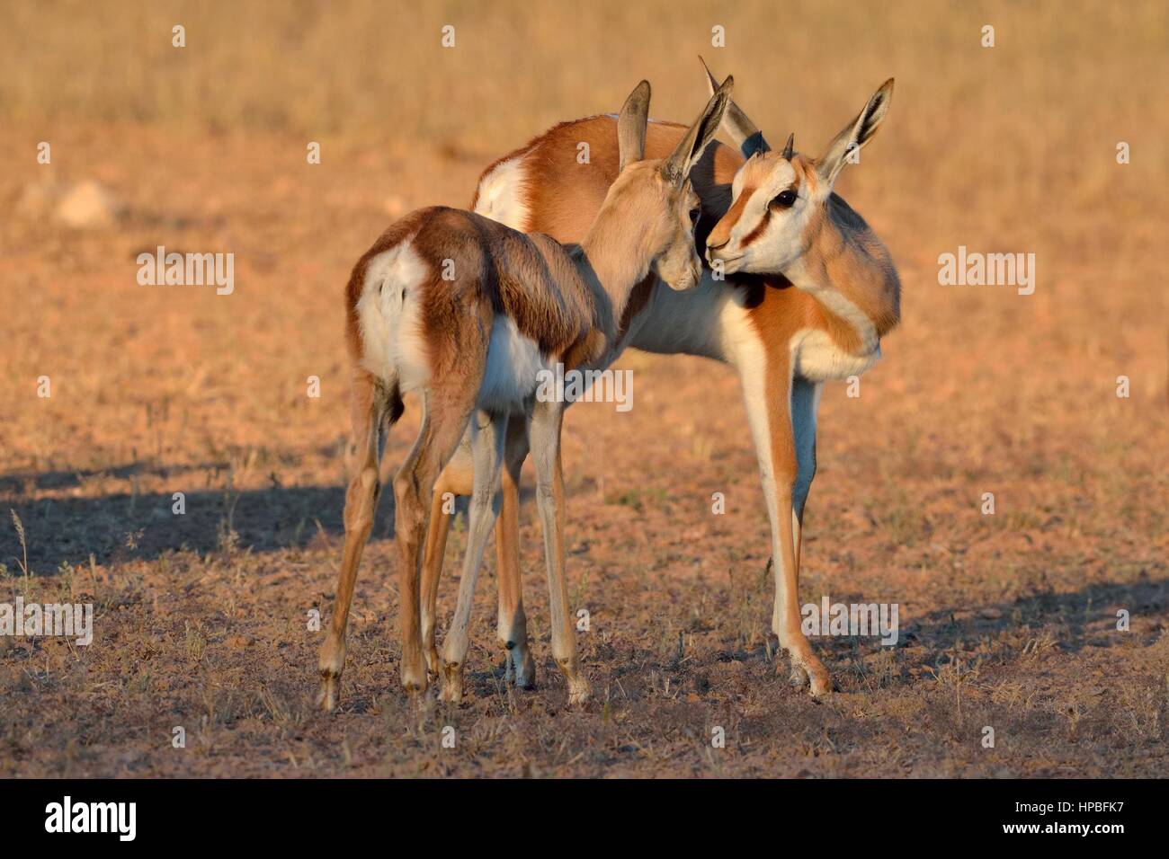 Les Springboks (Antidorcas marsupialis), avec de jeunes adultes de sexe féminin, nez à nez, tôt le matin, Kgalagadi Transfrontier Park, Northern Cape, Afrique du Sud Banque D'Images