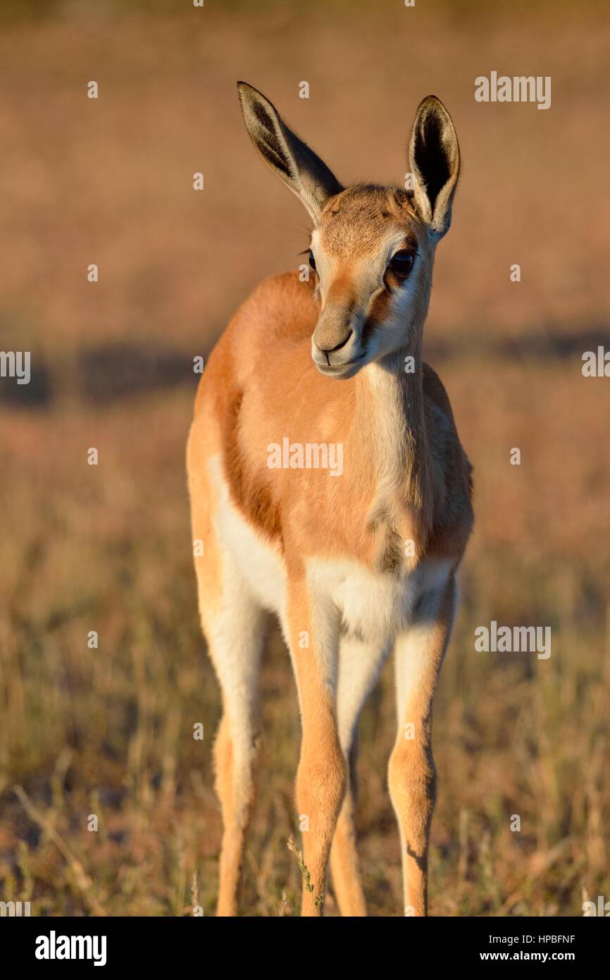 Le springbok (Antidorcas marsupialis jeunes), Standing in meadow, alerte, tôt le matin, Kgalagadi Transfrontier Park, Northern Cape, Afrique du Sud, l'Afrique Banque D'Images