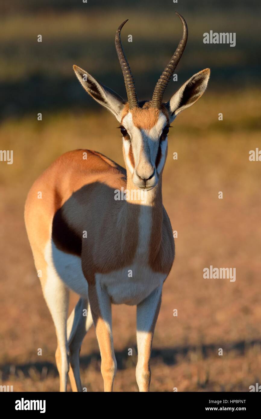 Le Springbok (Antidorcas marsupialis), Standing in meadow, alerte, tôt le matin, Kgalagadi Transfrontier Park, Northern Cape, Afrique du Sud, l'Afrique Banque D'Images