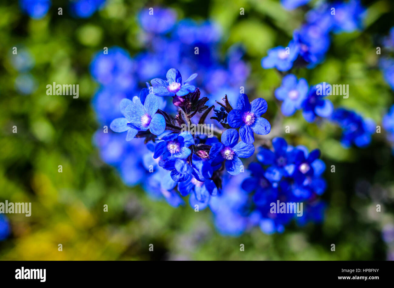 Close up de fleurs bleues Banque D'Images