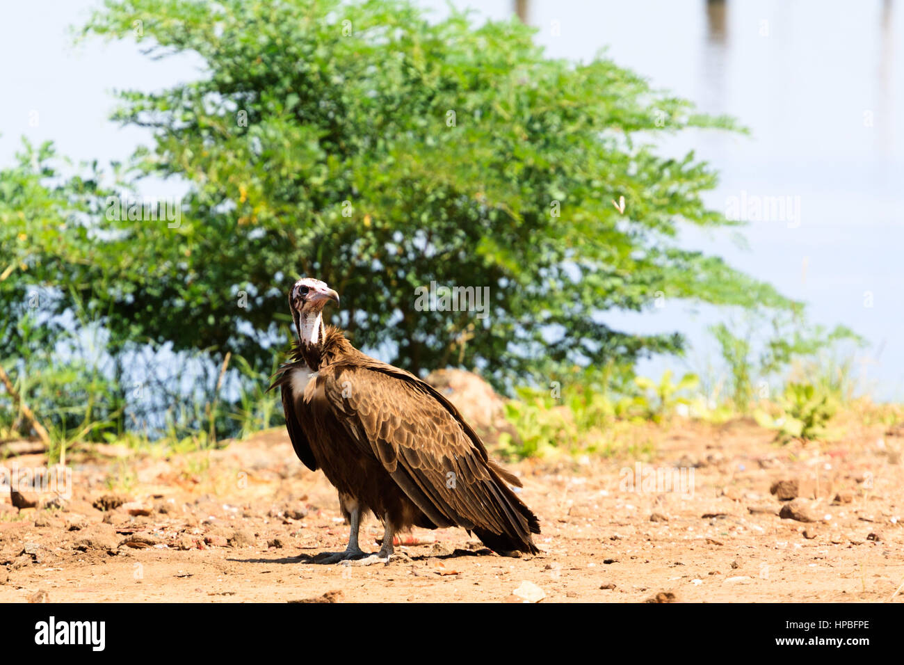 Critique d'extinction (Necrosyrtes monachus vautour à capuchon) sur le fleuve Gambie Banque D'Images