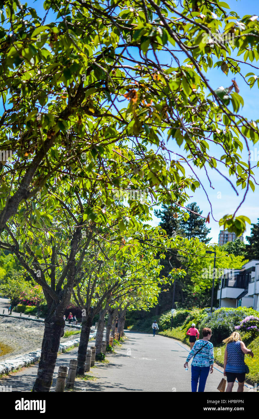À la recherche jusqu'à un arbre dans le sud de False Creek, Vancouver, British Columbia Banque D'Images