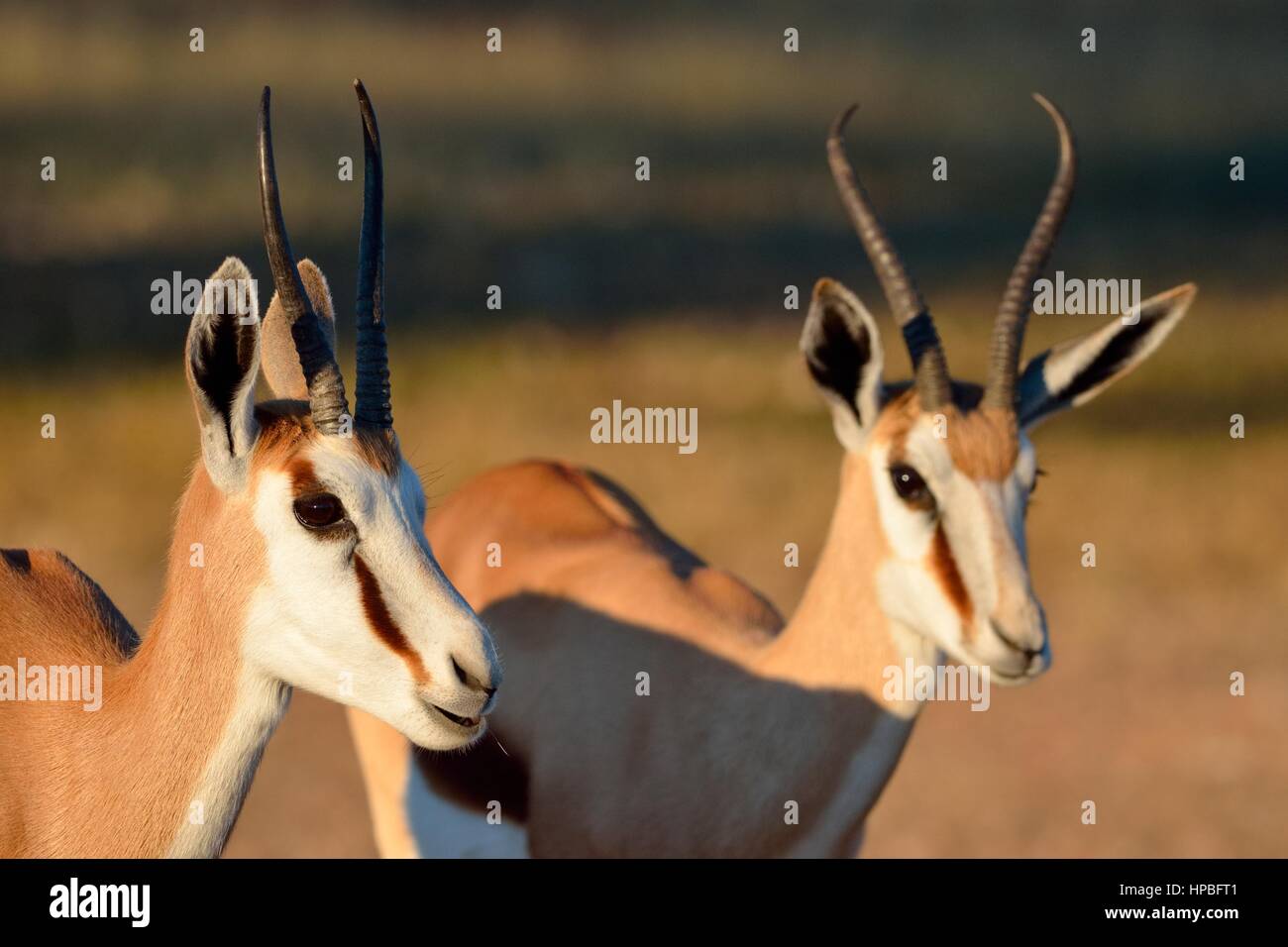 Les Springboks (Antidorcas marsupialis), deux adultes, tôt le matin, Kgalagadi Transfrontier Park, Northern Cape, Afrique du Sud, l'Afrique Banque D'Images