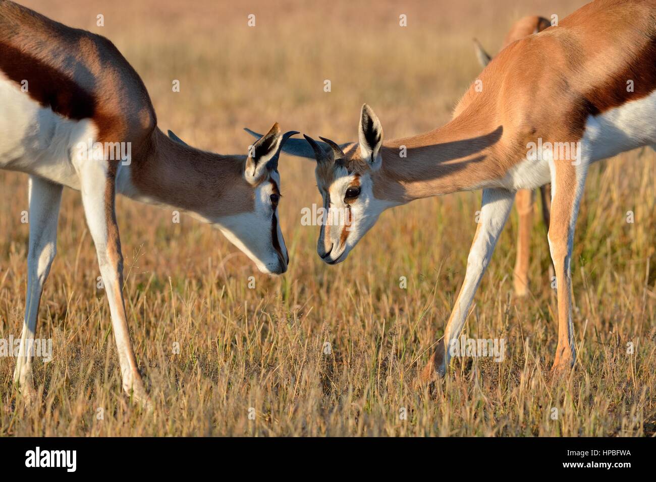 Les Springboks (Antidorcas marsupialis), deux hommes se battre, tôt le matin, Kgalagadi Transfrontier Park, Northern Cape, Afrique du Sud, l'Afrique Banque D'Images