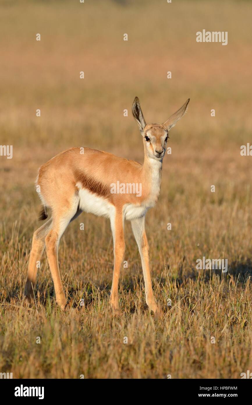 Le springbok (Antidorcas marsupialis jeunes), Standing in meadow, alerte, tôt le matin, Kgalagadi Transfrontier Park, Northern Cape, Afrique du Sud, l'Afrique Banque D'Images