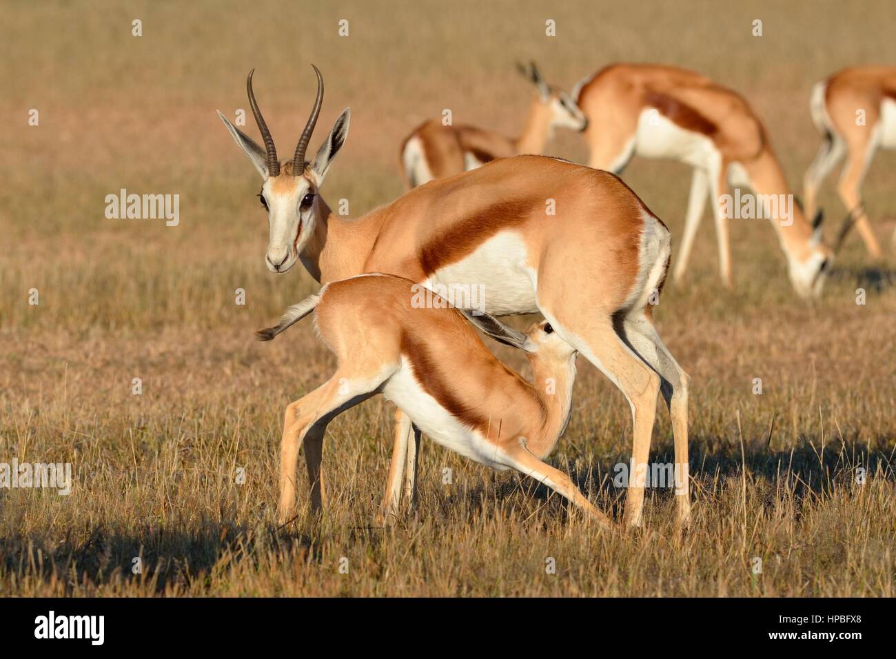 Les Springboks (Antidorcas marsupialis), femme d'allaiter son bébé, tôt le matin, Kgalagadi Transfrontier Park, Northern Cape, Afrique du Sud, l'Afrique Banque D'Images