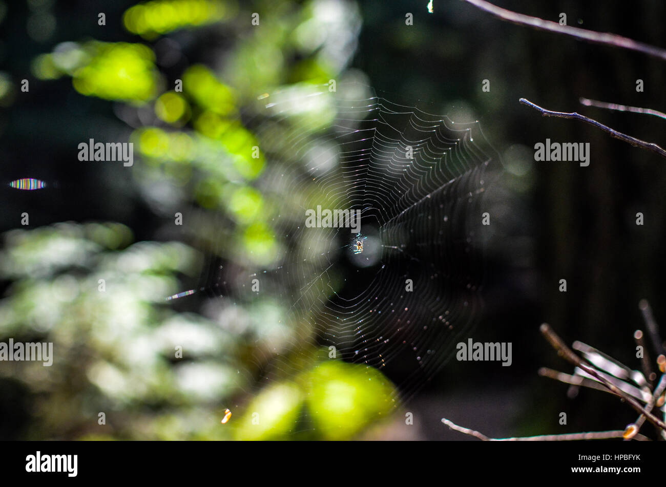 Son bâtiment Spider web dans Pacific Spirit of Provincial Park, Vancouver, Colombie-Britannique Banque D'Images