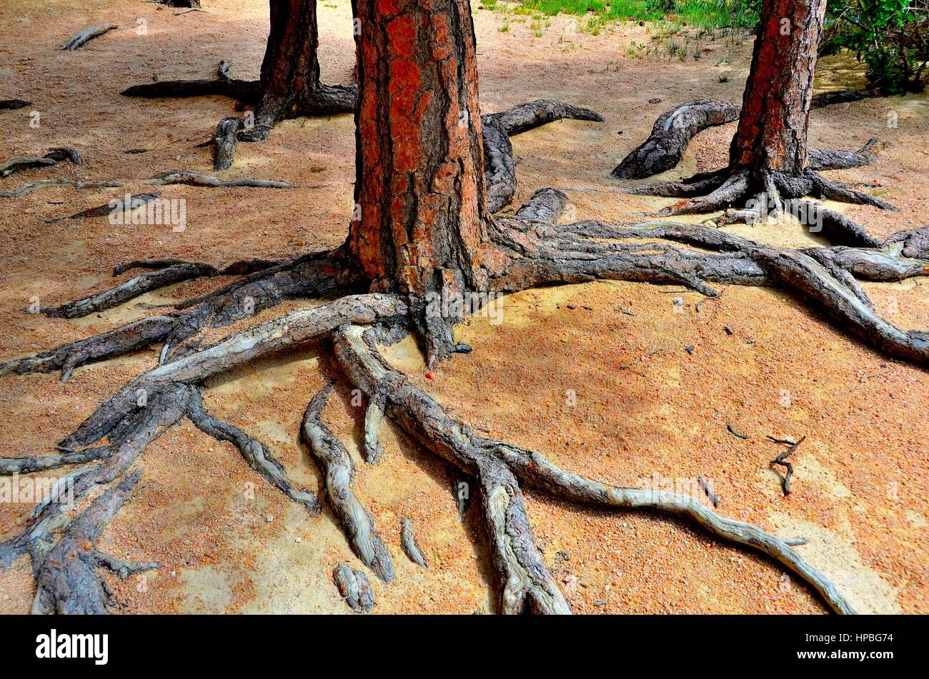 Système de racines d'arbres Banque D'Images Système de racines d'arbres Banque D'Images