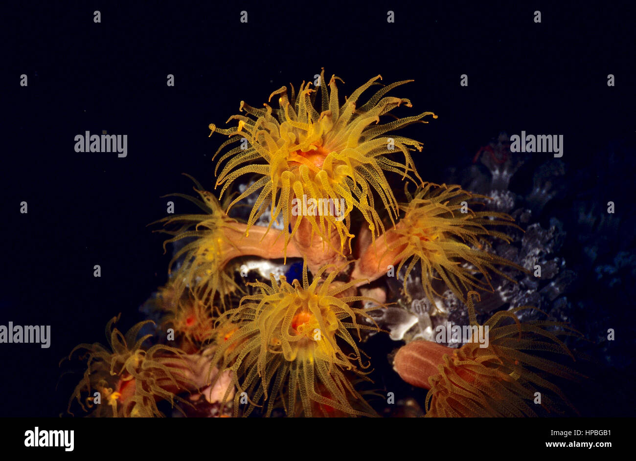 Un groupe de golden cup coraux (Tubastraea aurea) dans l'alimentation, à l'aide actuelle leurs nombreuses longues tentacules. Photographié dans la mer Rouge Egyptienne. Banque D'Images