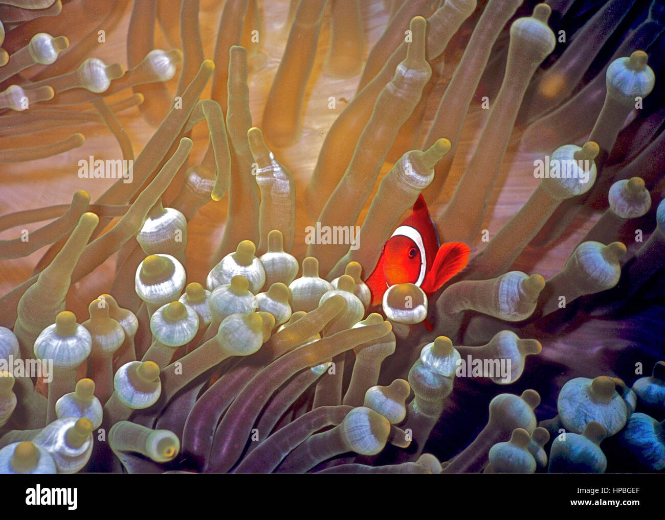 Un Amphiprion percula clownfish () dans sa bulle de l'hôte (l'anémone Entacmaea quadricolor) : un bon exemple d'une relation symbiotique. Bali, Indonésie. Banque D'Images