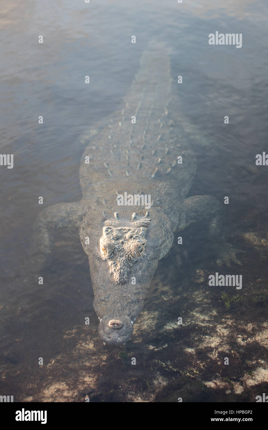 Un crocodile américain furtif se trouve juste sous la surface d'un lagon au large du Belize. Ces grands carnivores sont potentiellement dangereux. Banque D'Images