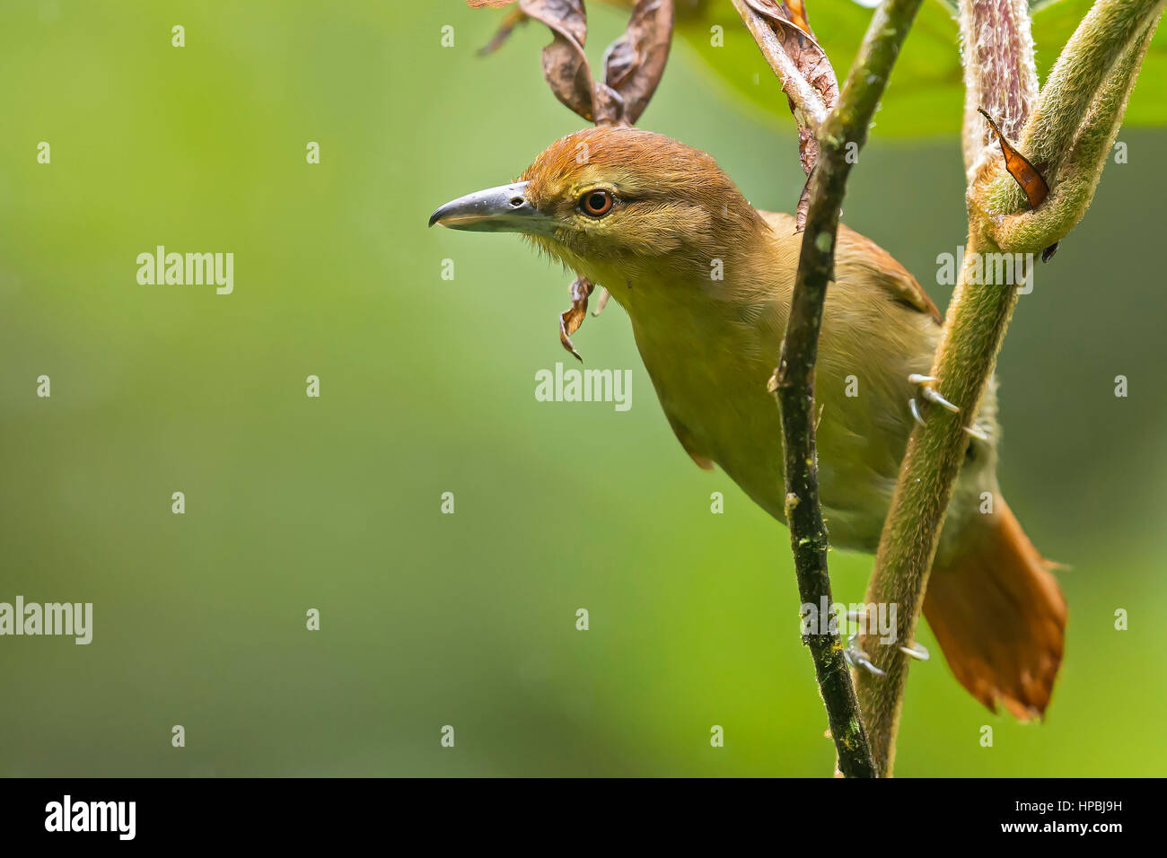 (Thamnistes anabatinus Russet Antshrike), Mashpi, Pichincha, Equateur Banque D'Images