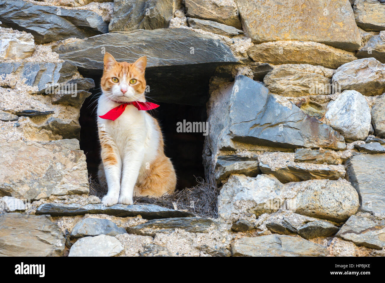 Et le gingembre blanc chat avec collier rouge à la grange en pierre sombre de Banque D'Images