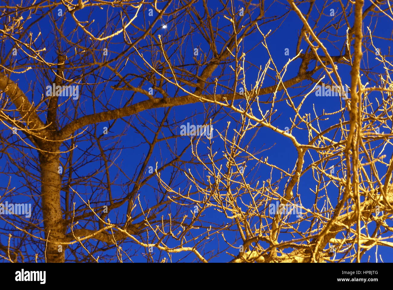 Branches d'arbres illuminés la nuit sur fond de ciel bleu Banque D'Images