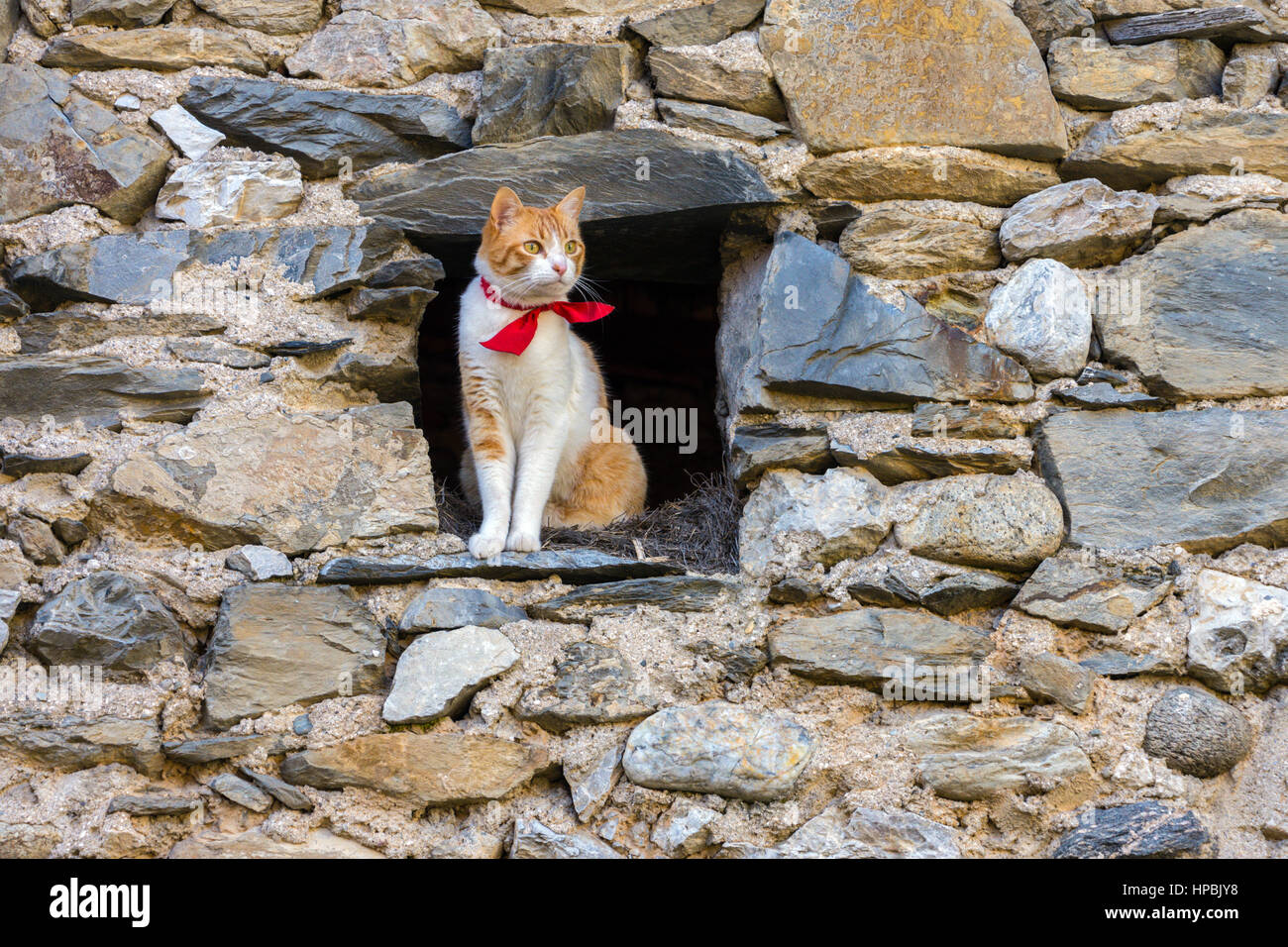 Et le gingembre blanc chat avec collier rouge à la grange en pierre sombre de Banque D'Images