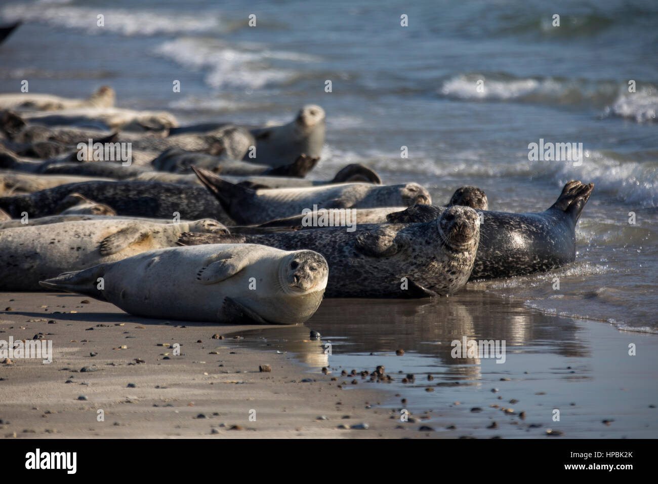 Les phoques sur la plage de la Dune, un voisin de l'île de Helgoland, une île allemande dans la région de la mer profonde de la mer du Nord, Banque D'Images